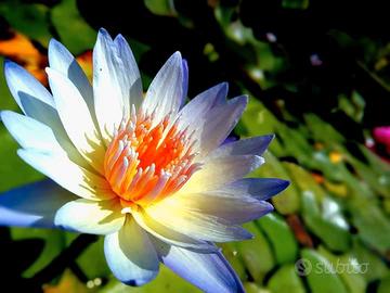 bulbo di ninfea tropicale ANNE EMMET 