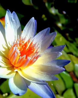 bulbo di ninfea tropicale ANNE EMMET 