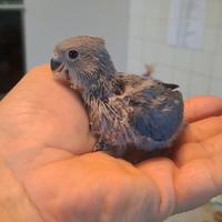 Inseparabile allevato a mano