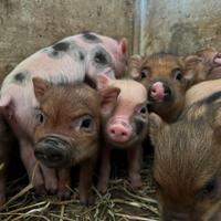 Maialini nani mini pig tipo Juliana