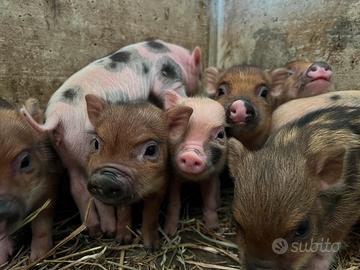 Maialini nani mini pig tipo Juliana