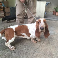 Basset hound