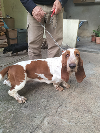 Basset hound