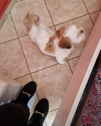Cagnolino