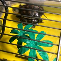 Tartarughe d'acqua piccole