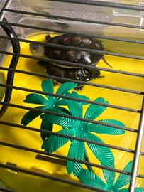 Tartarughe d'acqua piccole