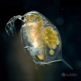 Dafnia, daphnia o pulce d'acqua
