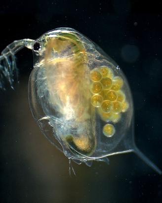 Dafnia, daphnia o pulce d'acqua