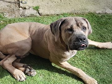 Cane corso