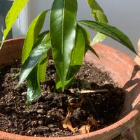 Pianta Mango con vaso di terracotta da 36 cm