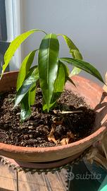 Pianta Mango con vaso di terracotta da 36 cm