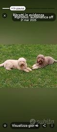 Lagotto romagnolo