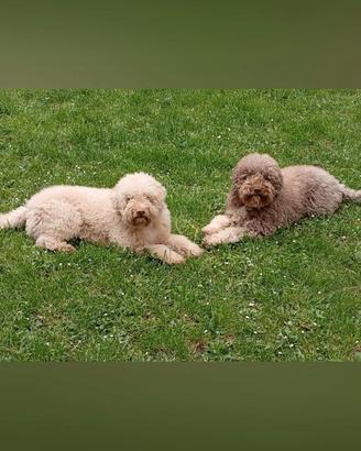 Lagotto romagnolo