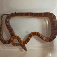 Serpe del grano -elaphe guttata