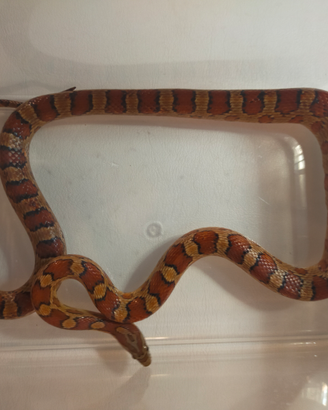 Serpe del grano - pantherophis guttatus