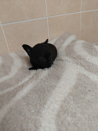 Chihuahua cuccioli taglia piccola