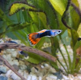 Pesci guppy maschi