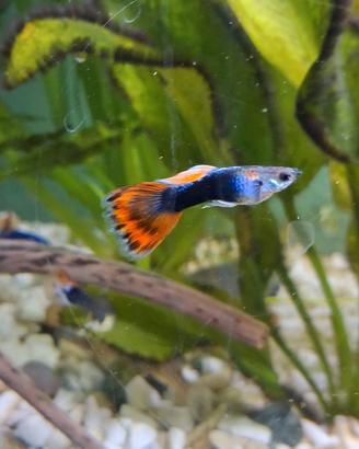 Pesci guppy maschi