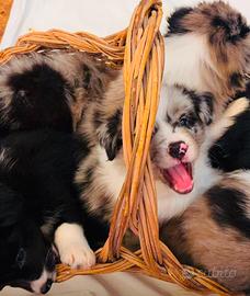 Cuccioli border collie