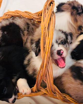 Cuccioli border collie