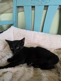 Cucciolo gatto nero