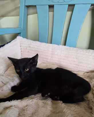 Cucciolo gatto nero