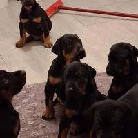Dobermann di 45 giorni