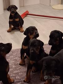 Dobermann di 45 giorni
