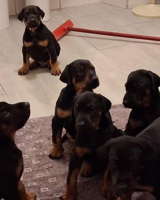 Dobermann di 45 giorni