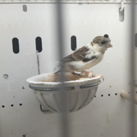 Arlecchino portoghese