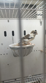 Arlecchino portoghese