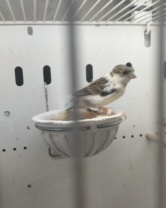 Arlecchino portoghese