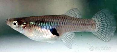Gambusie pesce mangia zanzare