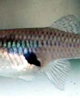 Gambusie pesce mangia zanzare