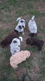 Lagotto romagnolo