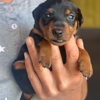 Pinscher nano