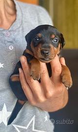 Pinscher nano