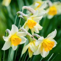 Bulbi fiori narciso