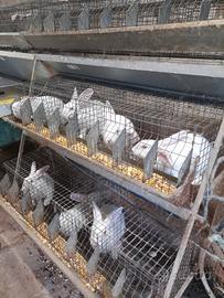 Conigli Nuova Zelanda puri a partire da 10