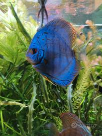 Discus Blu cobalt