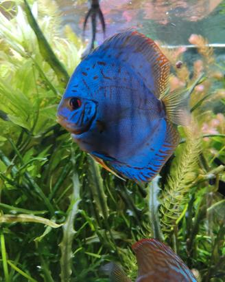 Discus Blu cobalt
