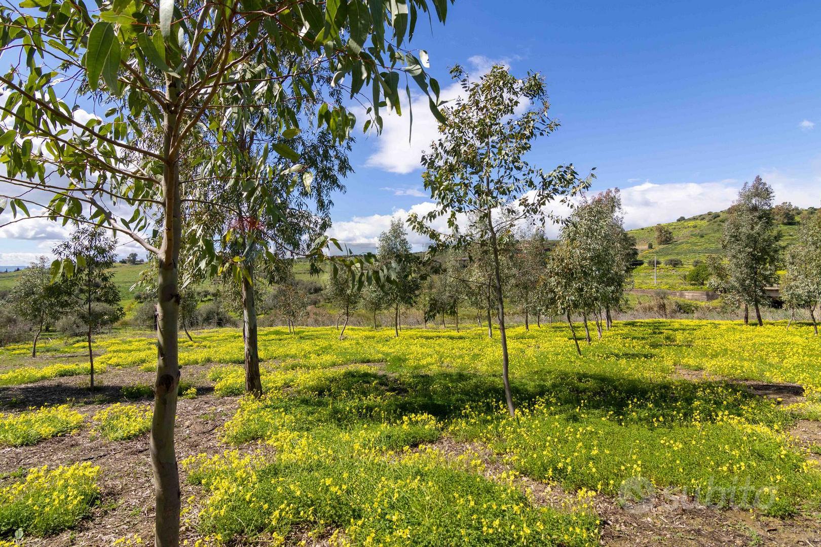Rustico - Motta Sant'Anastasia - Vista 5