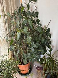 Pianta d arredamento