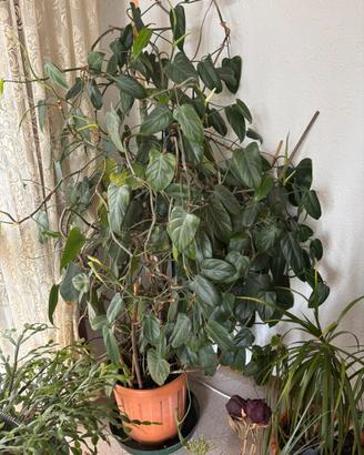 Pianta d arredamento