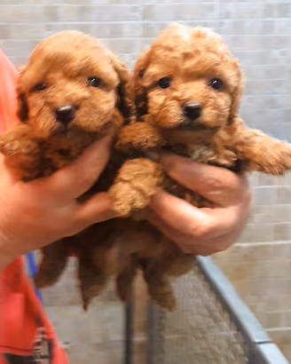 Cuccioli Barboncino Toy/Mini toy italiani