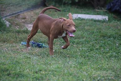 Cucciola Pit Bull con Pedigree anche a rate