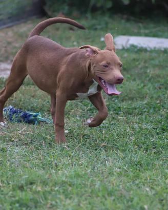 Cucciola Pit Bull con Pedigree anche a rate