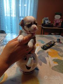 Chihuahua cucciolo maschio