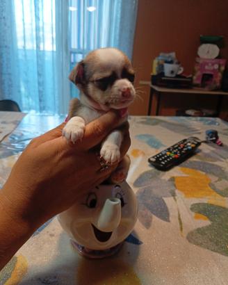 Chihuahua cucciolo maschio