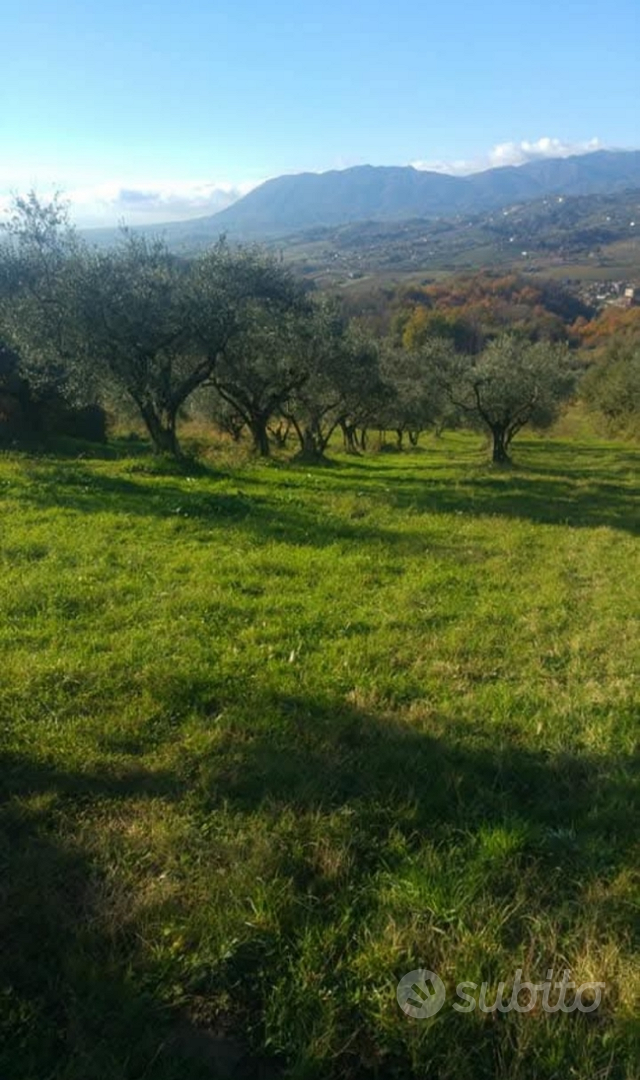 Terreno con olive - Vista 5